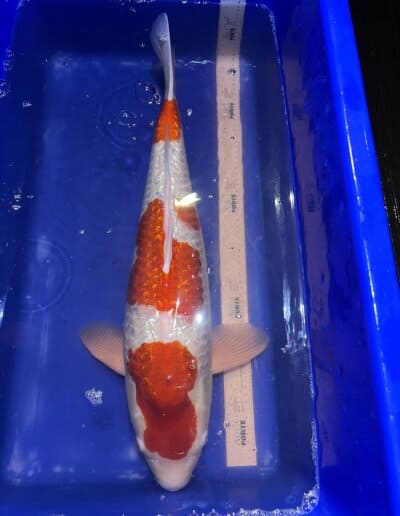 LenzKoi: Japan Koi: Varietät Ginrin Kohaku