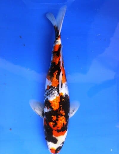 LenzKoi: Japan Koi: Varietät Ginrin Showa