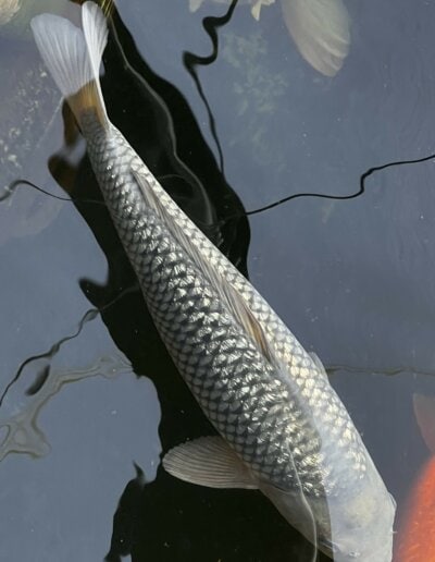 LenzKoi: Koi aus eigener Nachzucht: Varietät Ginrin Soragoi