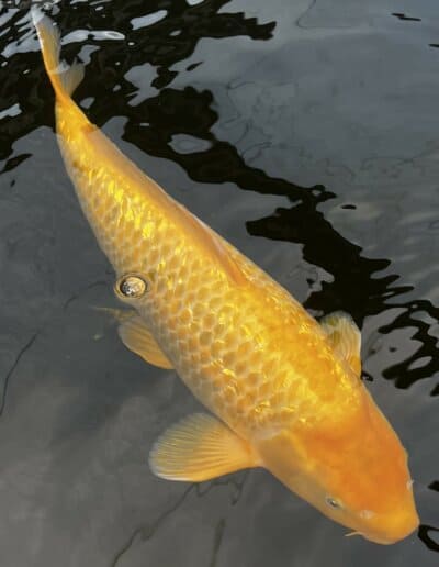 LenzKoi: Japan Koi: Varietät Golden Corn