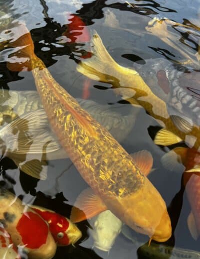 LenzKoi: Japan Koi: Varietät Golden Corn