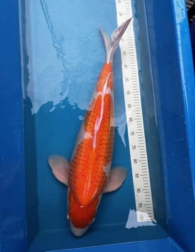 LenzKoi: Japan Koi: Varietät Kohaku