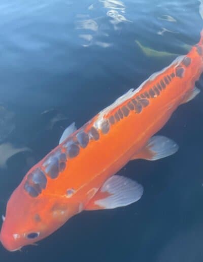 LenzKoi: Japan Koi : Varietät Red Shusui