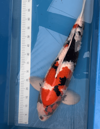 LenzKoi: Japan Koi : Varietät Showa