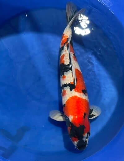 LenzKoi: Japan Koi : Varietät Showa