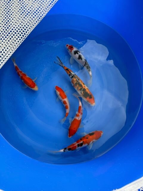 Koi Bowl Showa, Sanke, Kohaku