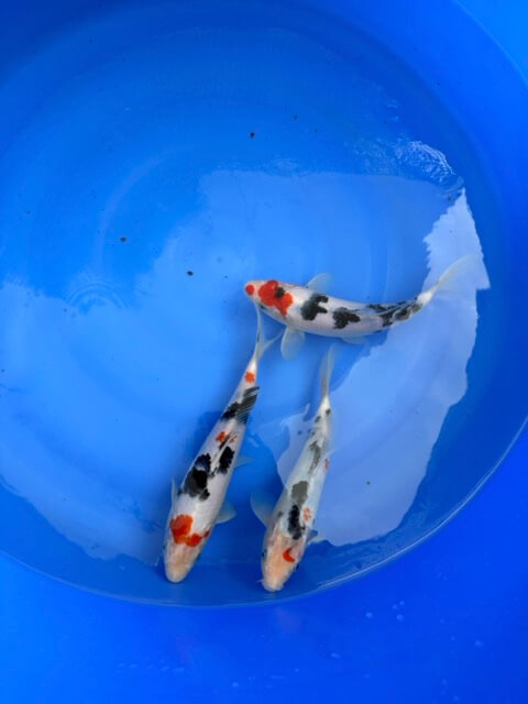 Lenz Koi Showa Sanke Bowl Japan Koi