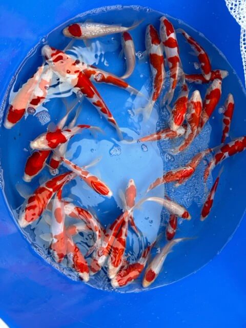 Lenz Koi Kikusui Tancho Tancho Ginrin Japan Koi