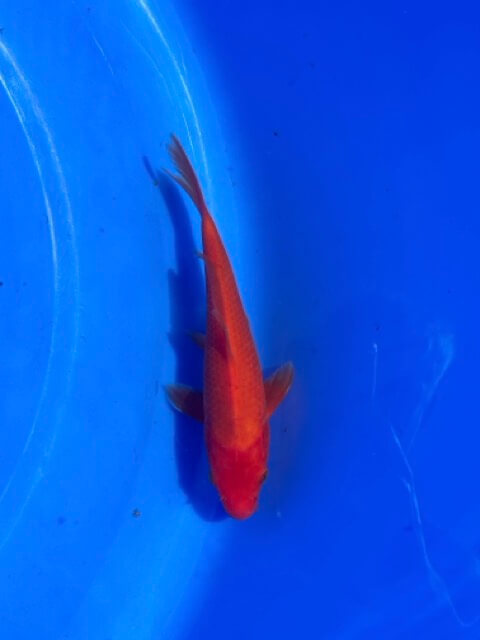 Lenz Koi Benigoi Japan Koi 19 cm