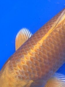 Lenz Koi Yamabuki Japan Koi