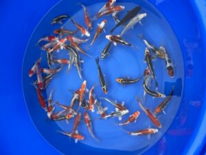 Japan Koi Angebotsbowl Marusaka Lenz Koi