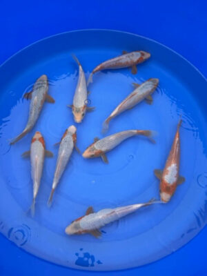 Japan Koi Asagi Bowl Lenz Koi