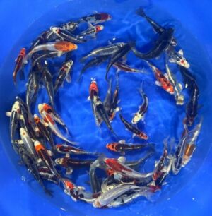 Japan Koi Angebotsbowl Maruhide Lenz Koi