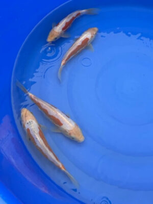Japan Koi Kosui Bowl Lenz Koi