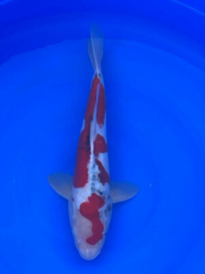 Lenz Koi Doitsu Showa Japan Koi