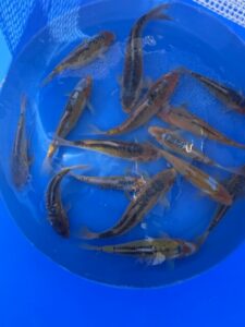 Japan Koi Ki Shusui/ Doitsu Midorigoi Lenz Koi