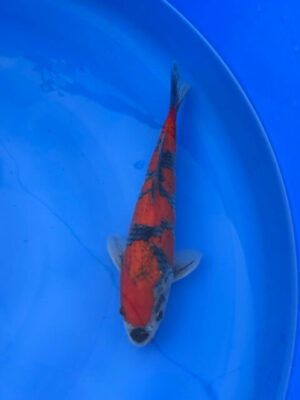 Lenz Koi Goshiki Japan Koi
