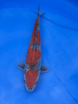 Lenz Koi Goshiki Japan Koi