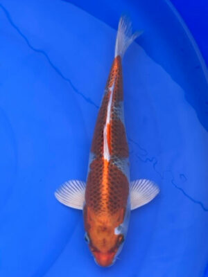 Japan Koi Kujaku Lenz Koi
