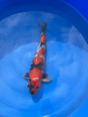 Lenz Koi Showa Japan Koi
