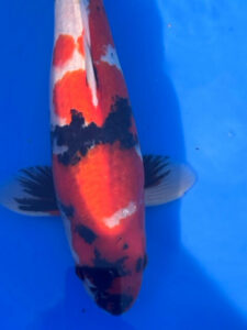 Lenz Koi Showa Japan Koi