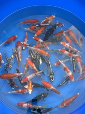Japan Koi Tosai Mix Lenz Koi