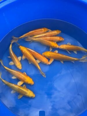 Japan Koi Yamabuki Lenz Koi