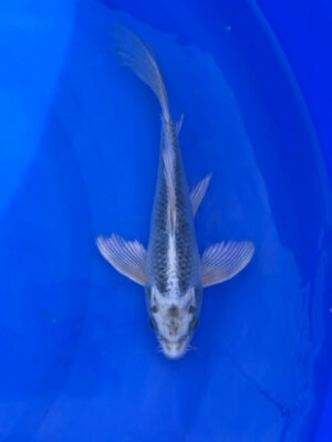 Lenz Koi Butterfly Japan Koi