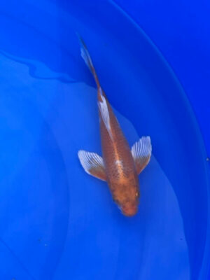 Lenz Koi Butterfly Japan Koi