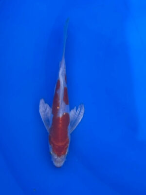 Lenz Koi Butterfly Japan Koi