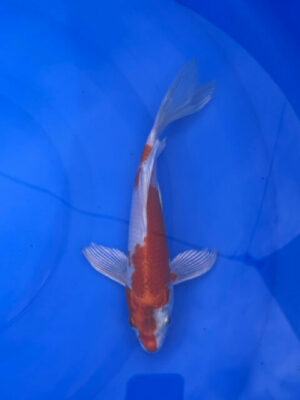 Lenz Koi Butterfly Japan Koi