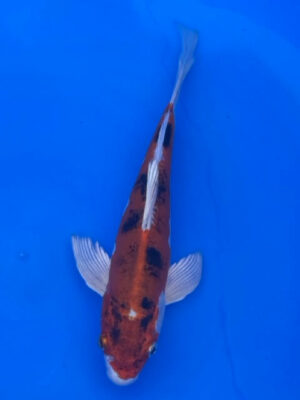 Lenz Koi Butterfly Japan Koi
