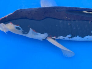 Lenz Koi Ginrin Sumisakura Japan Koi