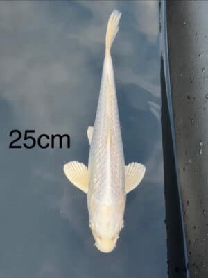 Japan Koi Ginrin Platinum Ogon Lenz Koi