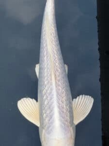 Japan Koi Ginrin Platinum Ogon Lenz Koi