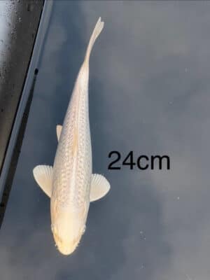 Japan Koi Ginrin Platinum Ogon Lenz Koi