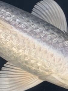 Japan Koi Ginrin Platinum Ogon Lenz Koi