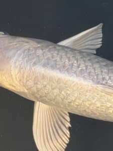 Japan Koi Ginrin Platinum Ogon Lenz Koi
