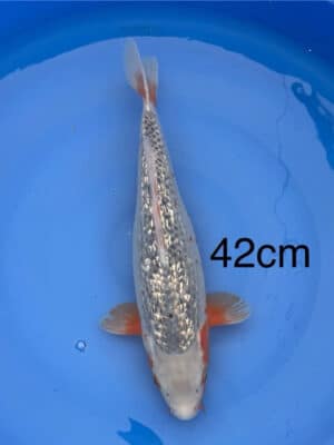 Lenz Koi Ginrin Yuki Asagi Japan Koi