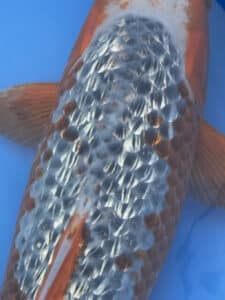 Lenz Koi Ginrin Yuki Asagi Japan Koi