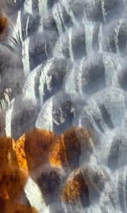 Lenz Koi Ginrin Yuki Asagi Japan Koi