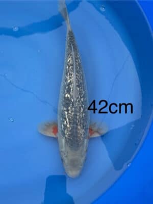 Lenz Koi Ginrin Yuki Asagi Japan Koi