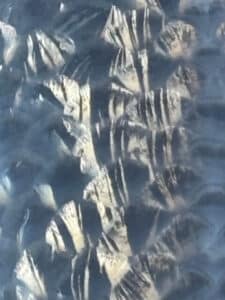 Lenz Koi Ginrin Yuki Asagi Japan Koi