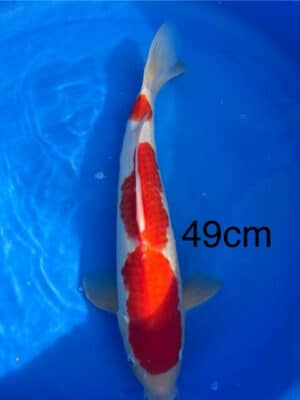 Lenz Koi Kohaku Japan Koi