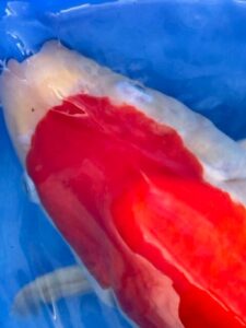 Lenz Koi Kohaku Japan Koi