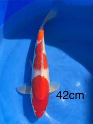 Lenz Koi Kohaku Japan Koi