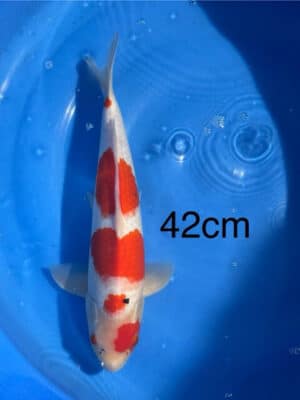 Lenz Koi Sanke Japan Koi