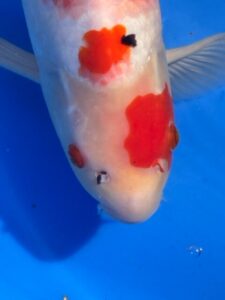 Lenz Koi Sanke Japan Koi