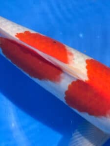 Lenz Koi Sanke Japan Koi