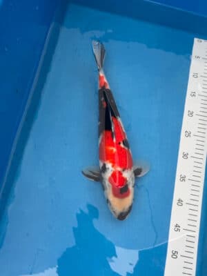 Lenz Koi Showa Japan Koi